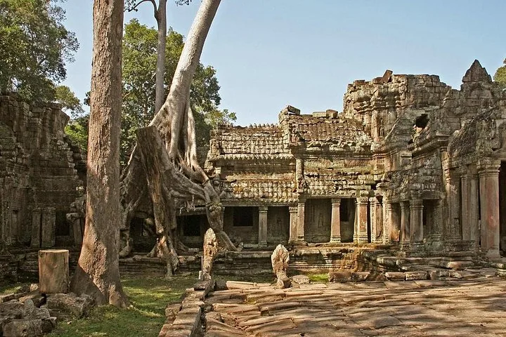 large tree roots growing over ancient stone temple ruins